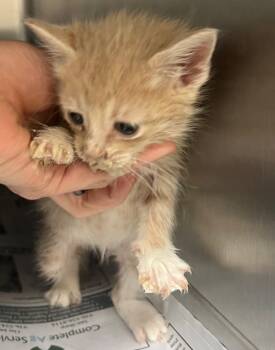 Rescue Tabby Cats for Adoption in Nacogdoches, Texas - Lock | PetCurious