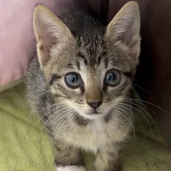 Lexi -  Domestic Short Hair Cat for Adoption in League City, Texas - Lexi | PetCurious