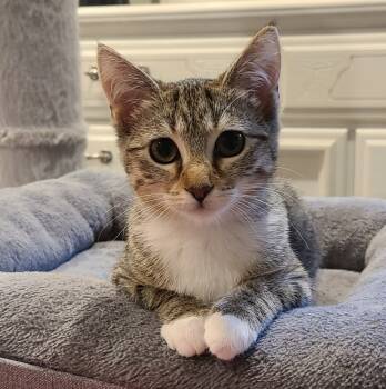 Rescue Domestic Short Hair and Tabby Cats for Adoption in Westfield, Wisconsin - Baguette | PetCurious