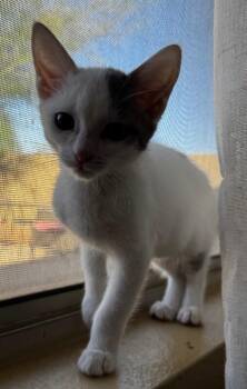 Ladybug - Critter Crew Litter -  Turkish Van Cat for Adoption in Anthem, Arizona - Ladybug - Critter Crew Litter | PetCurious