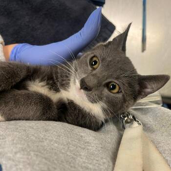 Basil -  Domestic Short Hair Cat for Adoption in Charlottesville, Virginia - Basil | PetCurious