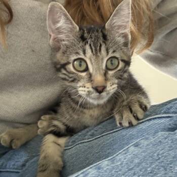 Hansel -  Domestic Short Hair Cat for Adoption in Ridgway, Colorado - Hansel | PetCurious