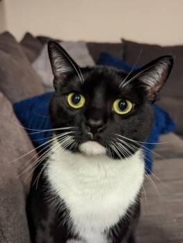 Gigi 234-26 -  Domestic Short Hair Cat for Adoption in Cumming, Georgia - Gigi 234-26 | PetCurious