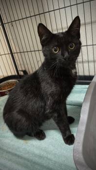 Zoe -  Domestic Short Hair Cat for Adoption in Hayward, Wisconsin - Zoe | PetCurious