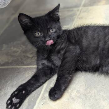 Nickel -  Domestic Short Hair Cat for Adoption in Abbotsford, British Columbia - Nickel | PetCurious