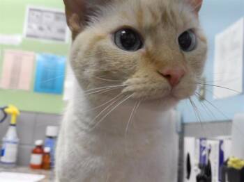 Siamese and Domestic Short Hair Cats Available for Adoption in Omaha, Nebraska - FRAN | PetCurious