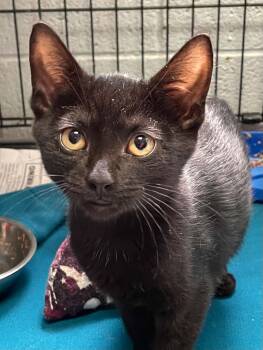 Ollie -  Domestic Short Hair Cat for Adoption in Covington, Virginia - Ollie | PetCurious