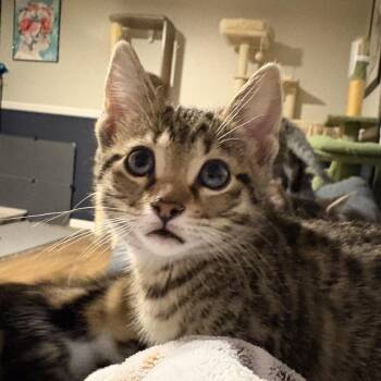 Pancake -  Domestic Short Hair Cat for Adoption in Royal Oak, Michigan - Pancake | PetCurious