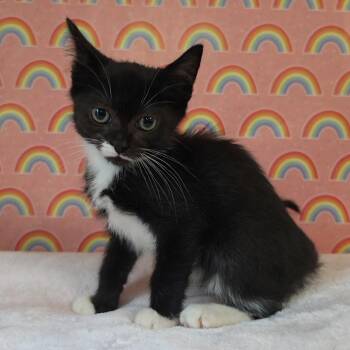 Alvine -  Domestic Short Hair Cat for Adoption in Fredericksburg, Virginia - Alvine | PetCurious