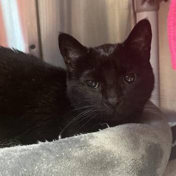 Domestic Short Hair Cats Available for Adoption in Kyle, Texas - MONA | PetCurious