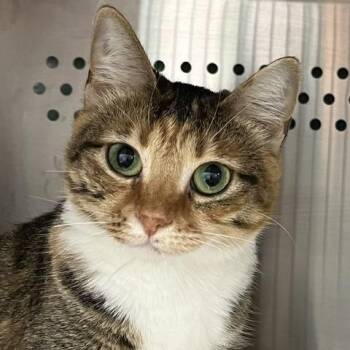 Princess Two Lips -  Domestic Short Hair Cat for Adoption in Baltimore, Maryland - Princess Two Lips | PetCurious