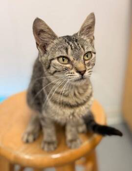 Chaucer -  Domestic Short Hair Cat for Adoption in Hartsville, South Carolina - Chaucer | PetCurious