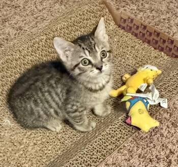 Rescue Domestic Short Hair Cats for Adoption in East Amherst, New York - Leona | PetCurious