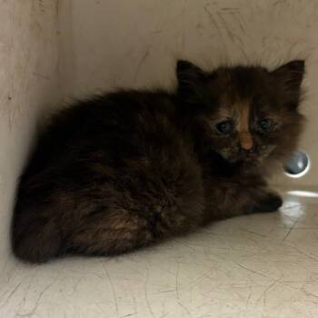 Rescue Domestic Long Hair Cats for Adoption in Columbus, Georgia - Amara | PetCurious