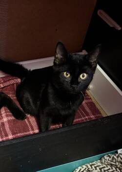 Bond Infilitrator: Jet -  Domestic Short Hair Cat for Adoption - Bond Infilitrator: Jet | PetCurious