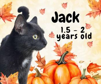 Rescue Domestic Short Hair Cats for Adoption in Tama, Iowa - Jack | PetCurious