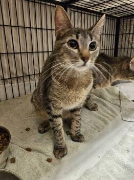 Rescue Domestic Short Hair Cats for Adoption in Burlington, Iowa - Choji | PetCurious
