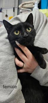 Mylee -  Domestic Short Hair Cat for Adoption in Greensburg, Indiana - Mylee | PetCurious