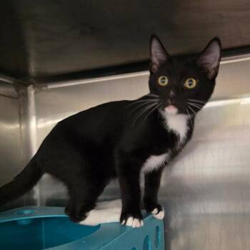 Midnight -  Domestic Short Hair Cat for Adoption in Williston, Florida - Midnight | PetCurious