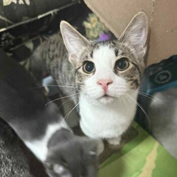 Rescue Domestic Short Hair Cats for Adoption in Beulaville, North Carolina - Skipper | PetCurious