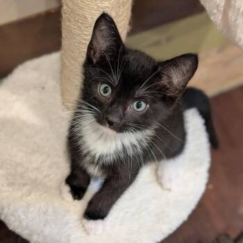 Elton John -  Domestic Short Hair Cat for Adoption in Cape Girardeau, Missouri - Elton John | PetCurious