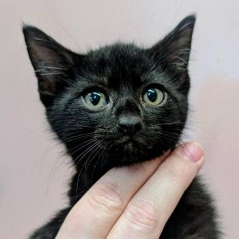 Black Moonstone -  Domestic Short Hair Cat for Adoption in Huntsville, Arkansas - Black Moonstone | PetCurious