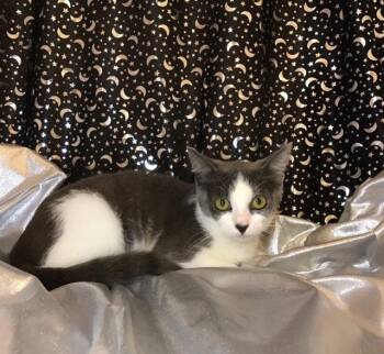 Tilly -  Domestic Short Hair Cat for Adoption in Oviedo, Florida - Tilly | PetCurious