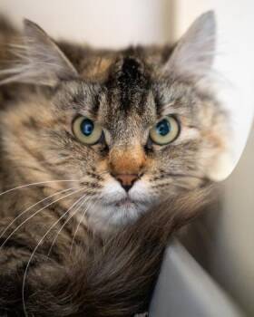 Fox -  Domestic Medium Hair and Domestic Short Hair Cat for Adoption in Pequot Lakes, Minnesota - Fox | PetCurious