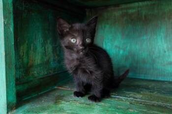 Funyuns -  Domestic Short Hair Cat for Adoption in San Antonio, Texas - Funyuns | PetCurious