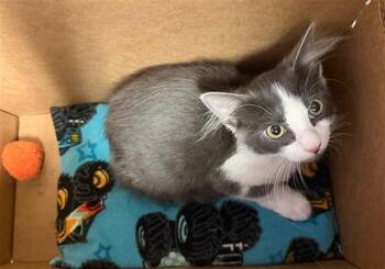 CRASH -  Domestic Short Hair Cat for Adoption in Riverside, California - CRASH | PetCurious