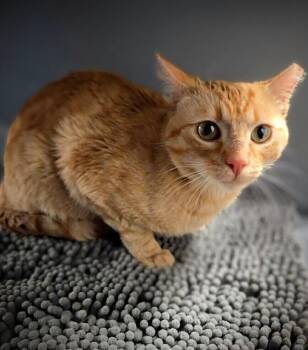 Tabby Cats Available for Adoption - Trapper | PetCurious