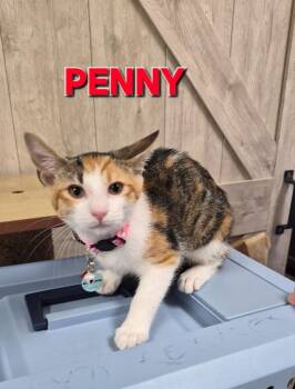 Penny Tac -  Domestic Short Hair Cat Available for Adoption in Rome, Georgia - Penny Tac | PetCurious