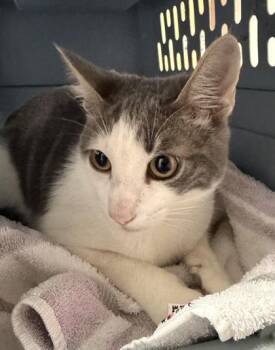 Domestic Medium Hair Cats Available for Adoption in Sacramento, California - Apawllo  | PetCurious