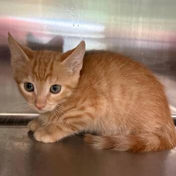 Billy Gibbons 0590 -  Domestic Short Hair Cat for Adoption in Hamilton, Georgia - Billy Gibbons 0590 | PetCurious