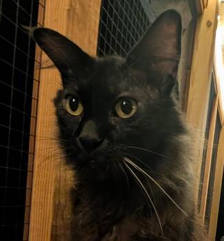 Maui -  Domestic Medium Hair and Maine Coon Cat for Adoption in Chuckey, Tennessee - Maui | PetCurious