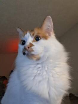 KIRA -  Domestic Long Hair Cat for Adoption in Palmetto, Florida - KIRA | PetCurious