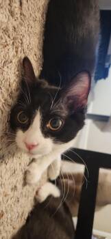 Domestic Short Hair Cats Available for Adoption - Zane | PetCurious