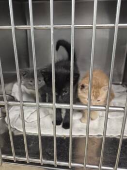 Domestic Short Hair Cats Available for Adoption in Decatur, Illinois - LIDA BEEDA BODA BUTT | PetCurious