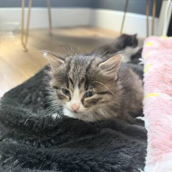 Domestic Long Hair Cats Available for Adoption in Charlotte, North Carolina - Destin | PetCurious