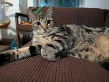 Oingo -  Domestic Short Hair Cat for Adoption in Pearland, Texas - Oingo | PetCurious