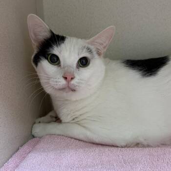 Domestic Short Hair Cats Available for Adoption in Kearney, Nebraska - Biscuit | PetCurious