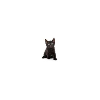 Cherry -  Domestic Short Hair Cat for Adoption in Los Angeles, California - Cherry | PetCurious