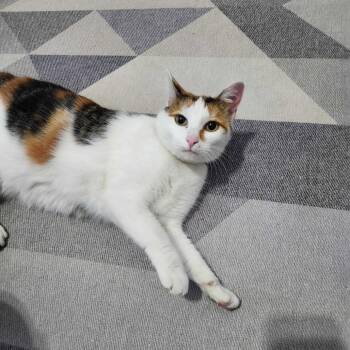 Rescue Domestic Medium Hair Cats for Adoption in Valdosta, Georgia - Senseless | PetCurious