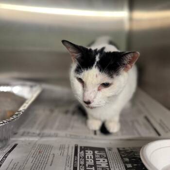 Domestic Short Hair Cats Available for Adoption in Pauls Valley, Oklahoma - Starlight | PetCurious