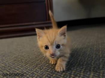 Dill -  Domestic Short Hair Cat for Adoption in Virginia Beach, Virginia - Dill | PetCurious