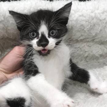 Zigatha (Ziggy) -  Domestic Short Hair Cat for Adoption in Tampa, Florida - Zigatha (Ziggy) | PetCurious