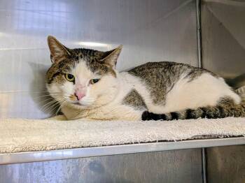 Domestic Short Hair Cats Available for Adoption - Nucleus | PetCurious