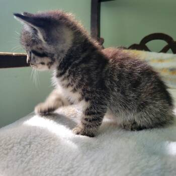 Keyboard -  Domestic Short Hair Cat for Adoption in Priest River, Idaho - Keyboard | PetCurious
