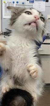 Domestic Short Hair Cats Available for Adoption in Dallas, Texas - DESSY | PetCurious