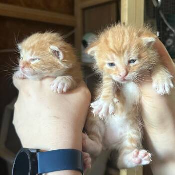 Domestic Medium Hair Cats Available for Adoption in Tipton, Indiana - Merry | PetCurious